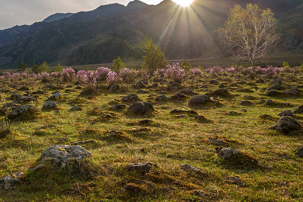 山シャクナゲ太陽の春 - highlands region heather grass mountain range ストックフォトと画像