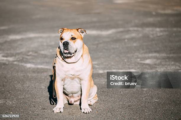 Ca De Bou Or Perro De Presa Mallorquin Molossian Dog Stock Photo - Download Image Now