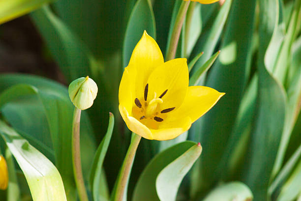 istock Yellow tulips on the flowerbed 526723014