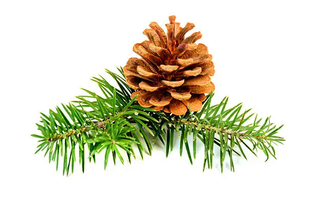Fir branches with cones isolated on white background