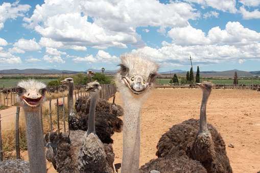 Close-up head shot of one captive ostrich (Struthio camelus).