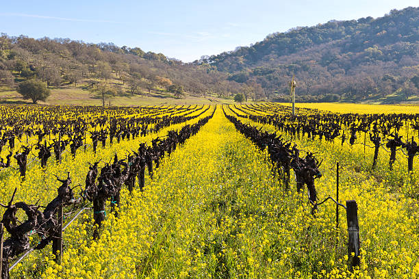 istock Napa Valley Spring Vineyards, Wild Yellow Mustard Plant, Mountains 526723898