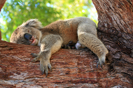 sleeping koala on a tree branch