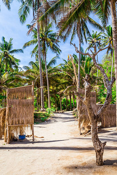 istock Exotic tropical scene with palm trees and footpath -stock image 526724102