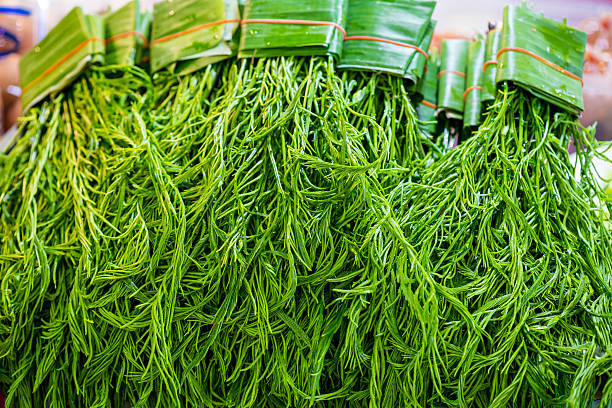 istock Senegalia pennata, Cha-om placed in thai market 526724498