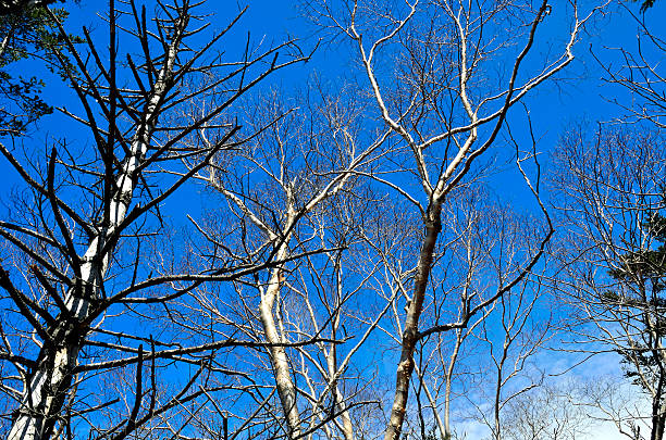 Dead tree of Japanese larch