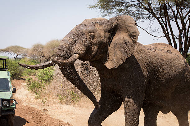 istock Old elephant in the savannah. Africa. 526725020
