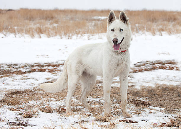 White Siberian Husky Dog Standing Outdoors in Snowy Field