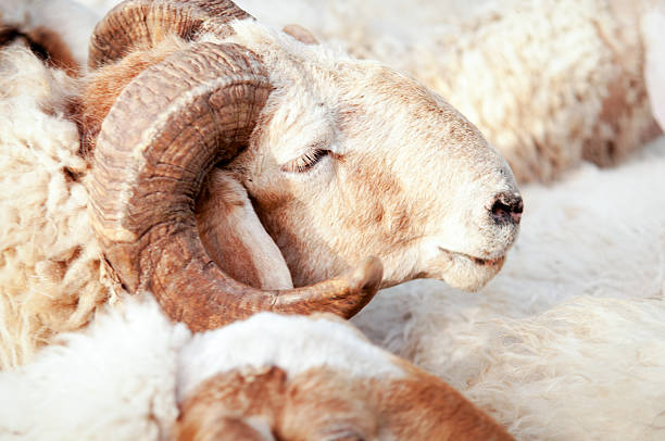 istock Portrait of  ram . 526725576