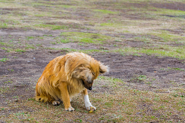 istock Attentive Dog Waiting for Food 526726376