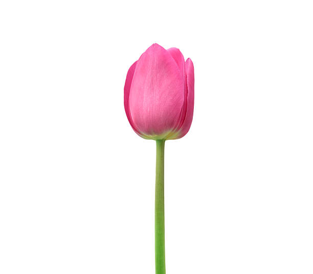 istock pink tulip isolated on white background 526726490