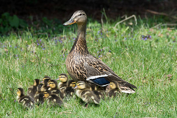 istock Mallard Hen and Ducklings 526726562