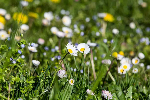 Detailed view of a meadow with yellow hawkbit in springtime in Switzerland