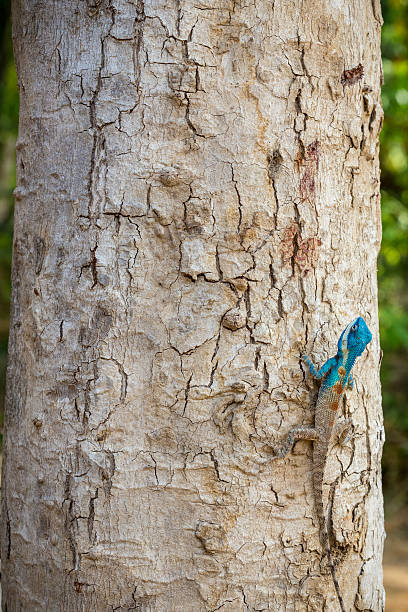 istock Blue-crested Lizard ,Indo-Chinese Forest Lizard ,Indo-Chinese Bloodsucker 526727058