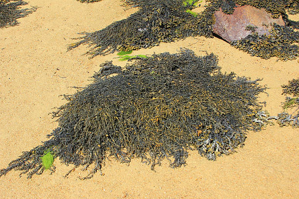 istock Brown algae, English Channel, France 526727157
