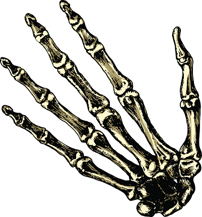 The skeleton human hand on a blank background
