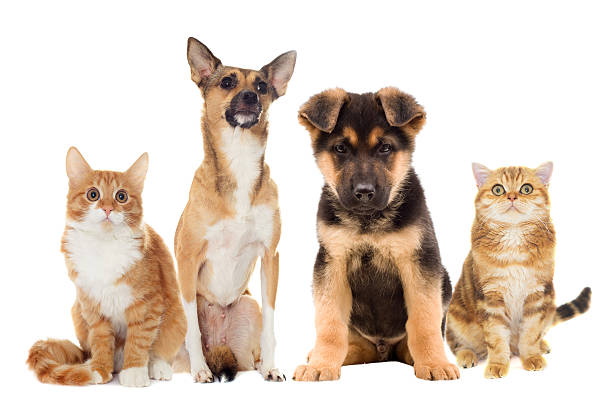 istock Cat and puppy on a white background isolated 526727458