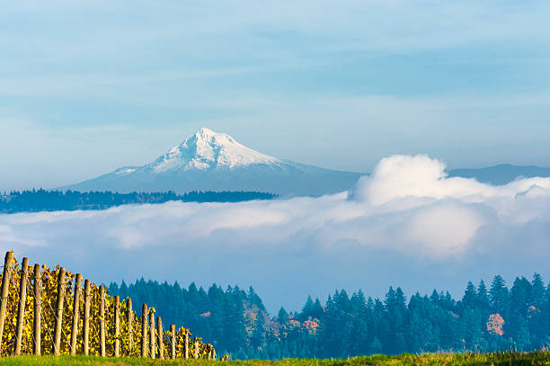 View of Mt. Hood From Dundee Hills above inversion