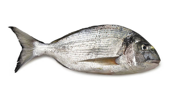 Sea bream Sea bream profile isolated on white asa animal stock pictures, royalty-free photos & images