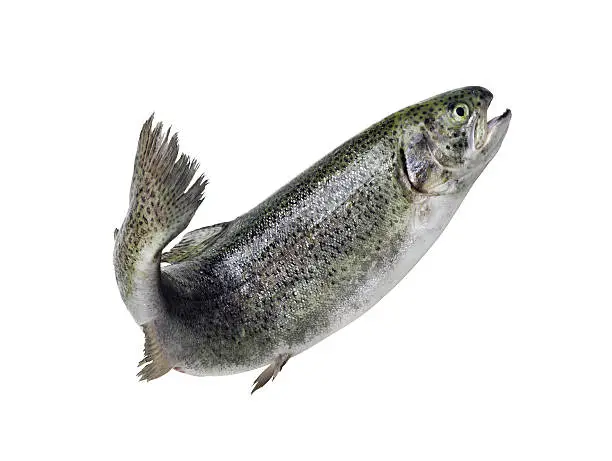 River trout, wriggling, jumping, isolated on white background.