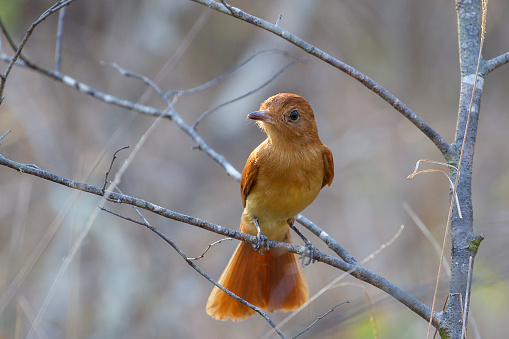 A Rufous Casiornis (Casiornis rufus) perched on a branch against a blurred natural background, Pantanal, Brazil