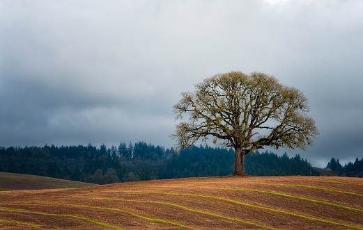 A lone White Oak tree stands on top a rolling hill of agricultural land in Yamhill County, Oregon