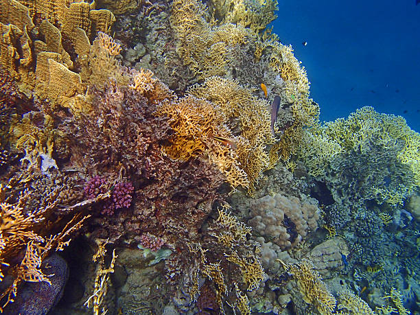 istock amazing red sea 526727905