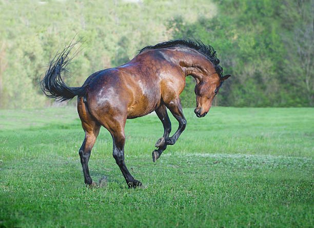 istock Brown horse play on a green grass 526727956