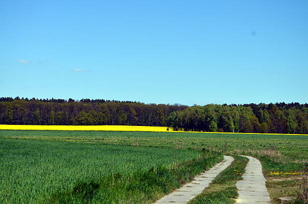 istock yellow field of rapeseeds in germany 526728148