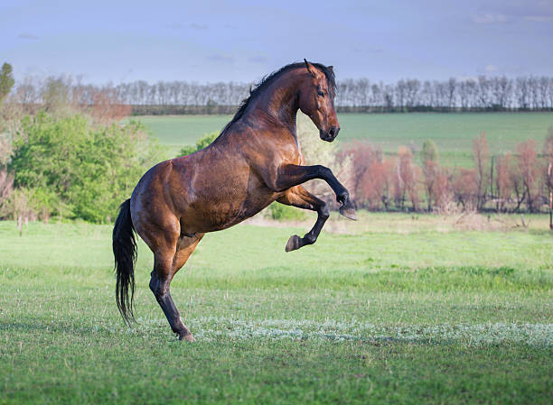 istock Brown horse play on a green grass 526728248