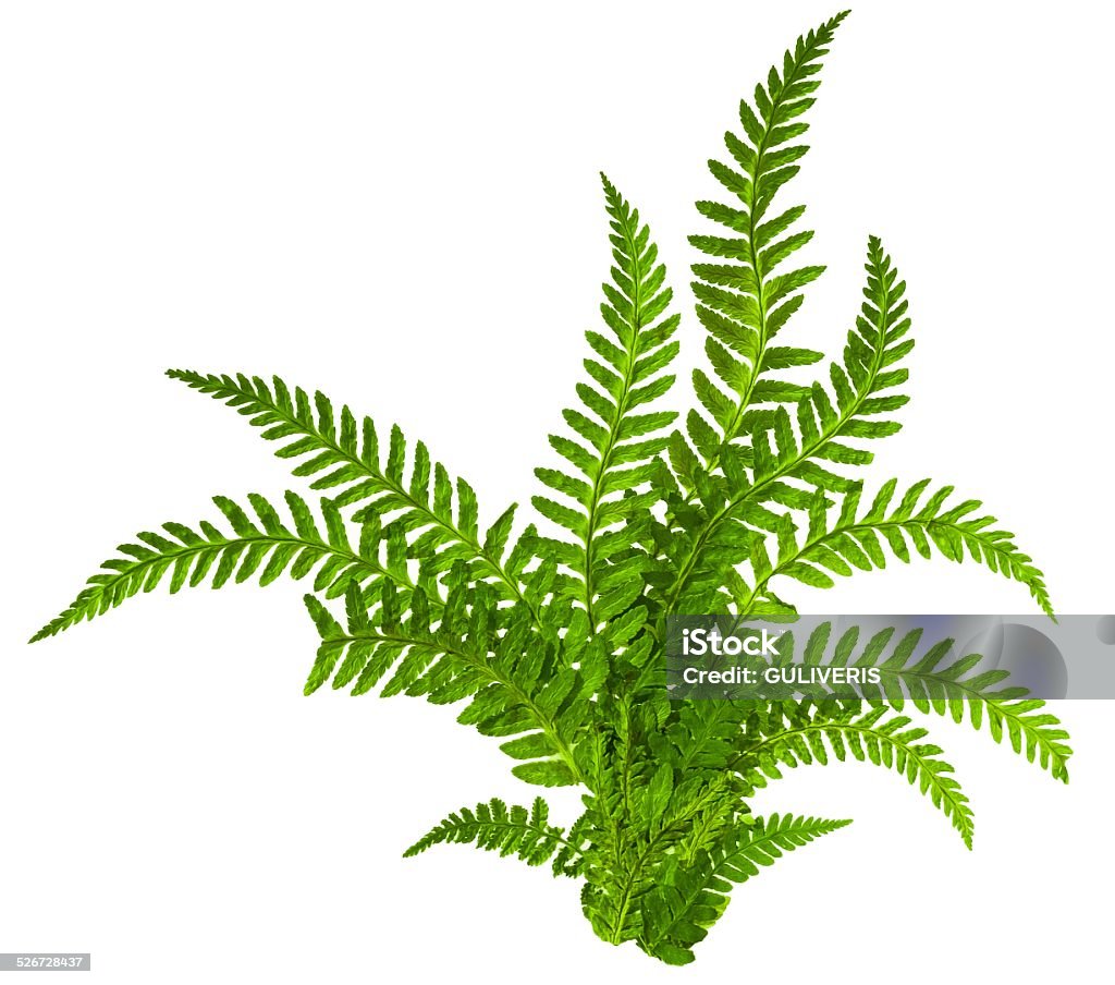 Vert feuilles de fougère isolé sur blanc - Photo de Fougère libre de droits