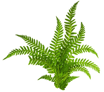 istock Green leaves of fern isolated on white 526728437