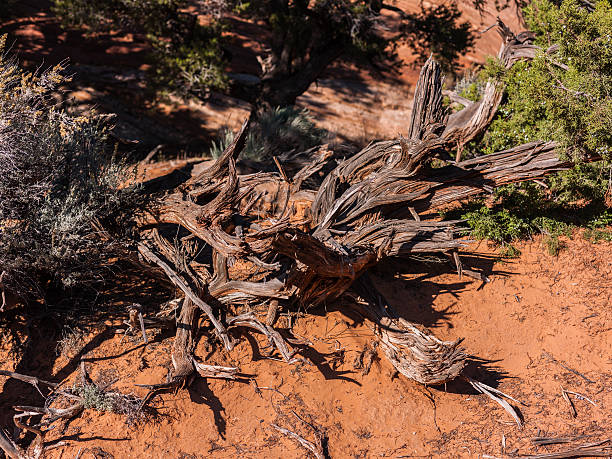 USA, State of Utah. Garfield County. Along the Burr Trail Road near Boulder.