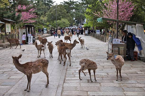 Nara deer, Japan Nara, Japan - April 26, 2012: Visitors feed wild deer on April 26, 2012 in Nara, Japan. Nara is a major tourism destination in Japan - former capital city and currently UNESCO World Heritage Site. nsra stock pictures, royalty-free photos & images