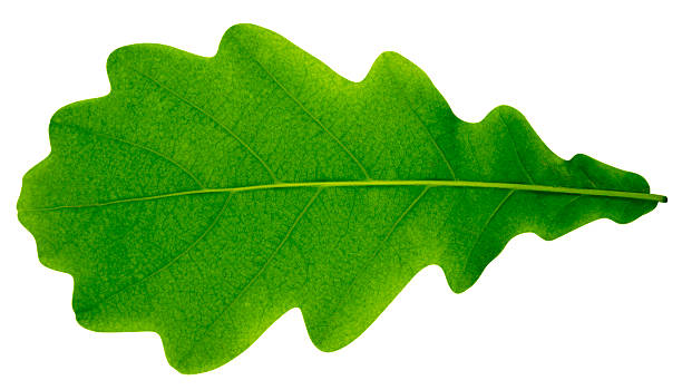 liść dębu puste - spring oak tree leaf oak leaf zdjęcia i obrazy z banku zdjęć