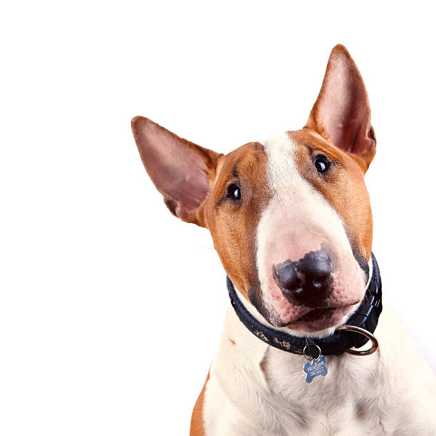 istock Portrait of a bull terrier 526729487