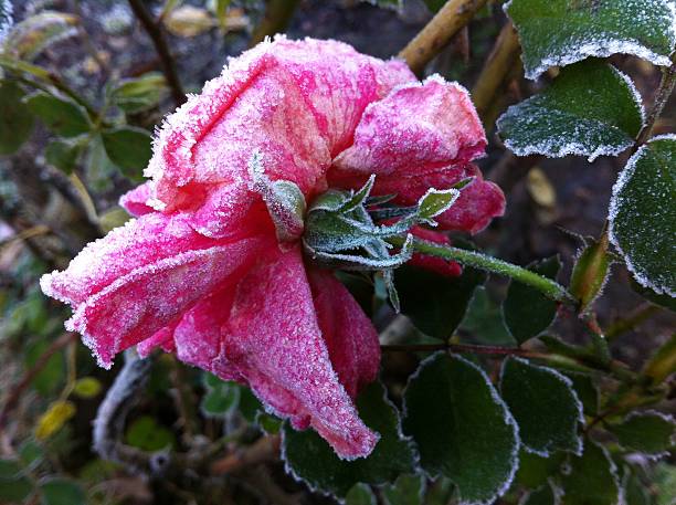 istock Rose with Morning Frost 526729535