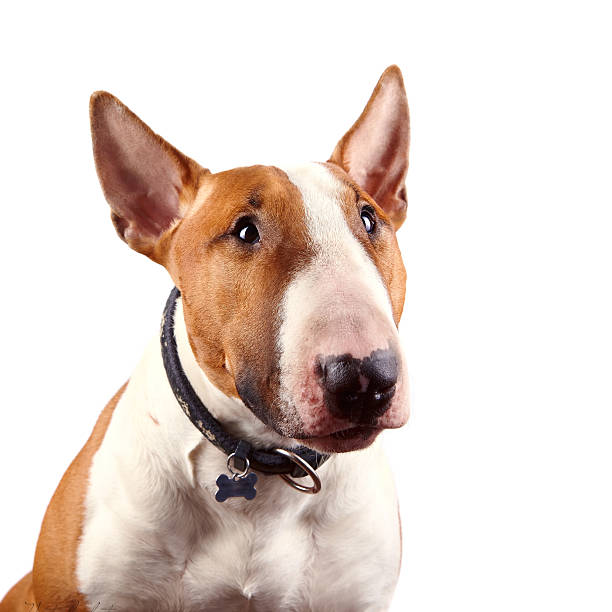 istock Portrait of a red bull terrier 526729637
