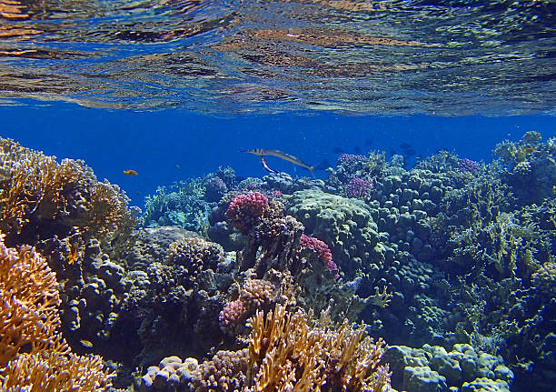 istock amazing red sea 526729639