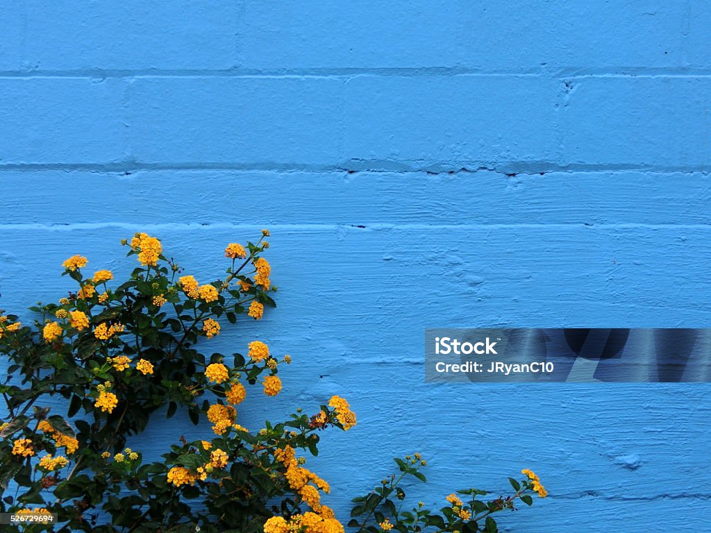 Blue painted brick wall texture with growing yellow flower bush Blue painted brick wall texture with growing yellow flower bush - color photo Blue Stock Photo