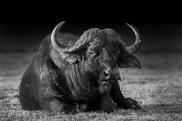 istock African buffalo in Black and White 526731118