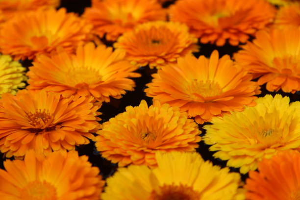 istock Close up of Marigold Flowers 526731282