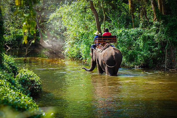 istock Traveler riding on elephants 526731332