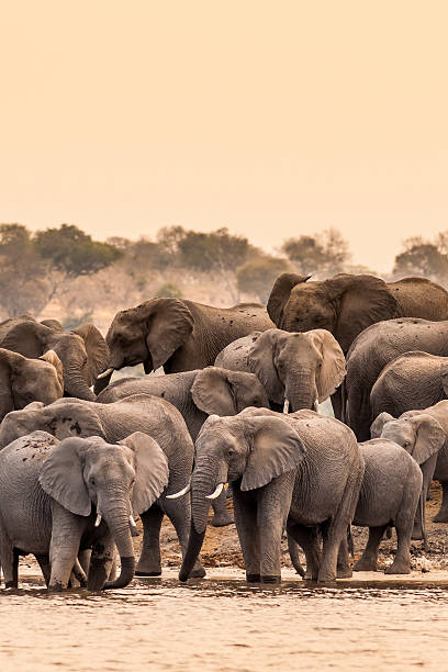 Herd of African Elephants Herd of wild African elephants at the waterhole botswana stock pictures, royalty-free photos & images
