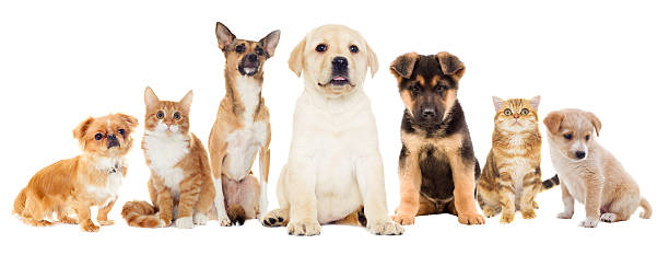 istock Cat and puppy on a white background isolated 526731932