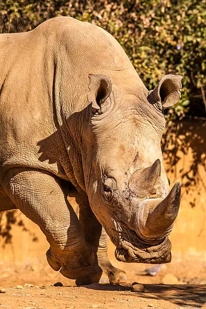 Close up of an endangered white Rhino