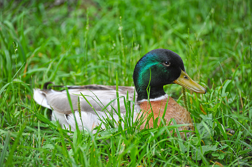 duck sitting in the grass