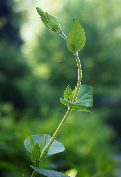 pianta bud - sky brightly lit branch bud foto e immagini stock