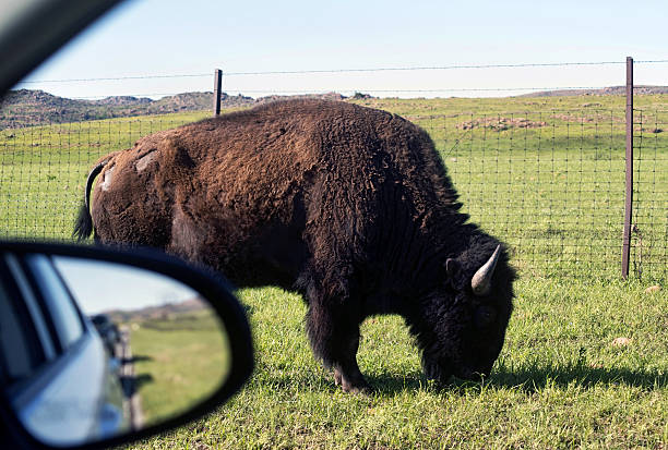 istock Buffalo of Oklahoma. 526733466