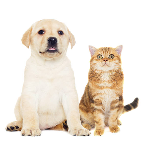 istock Cat and puppy on a white background isolated 526733868